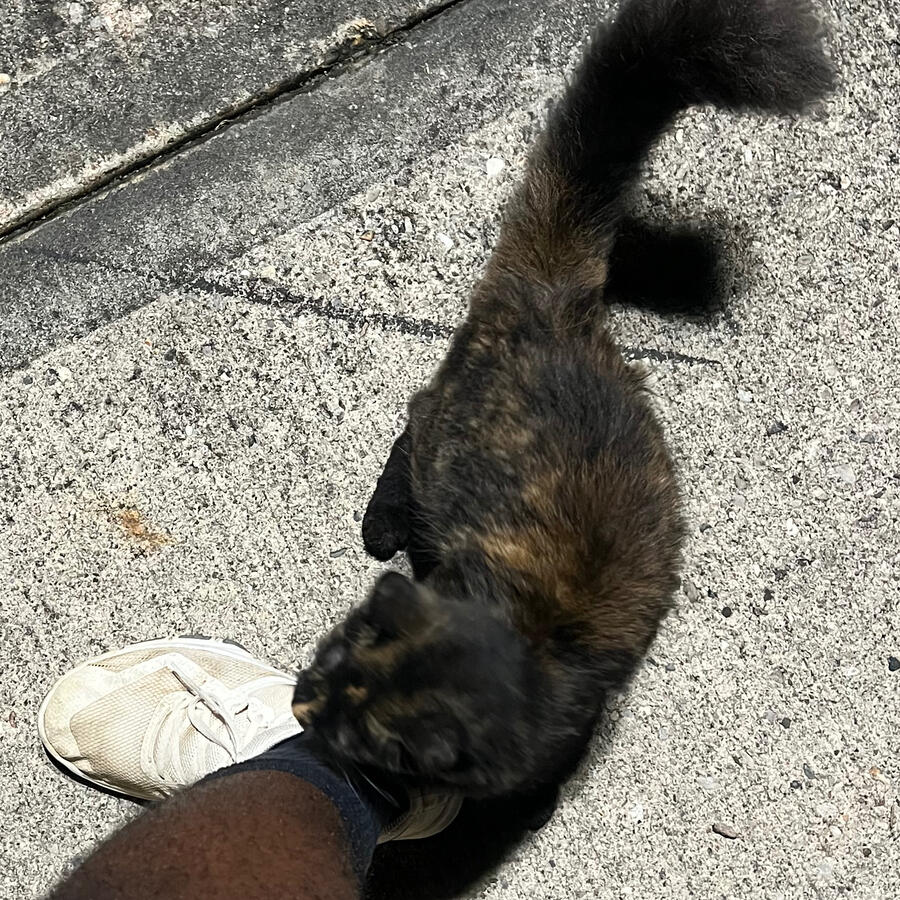 Harold has a... strange affinity for finding stray cats.